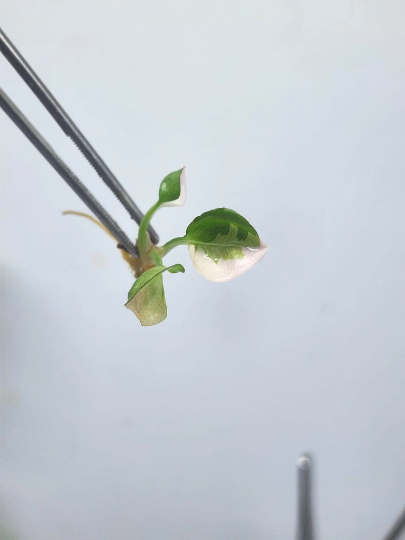 Syngonium Strawberry Ice Tissue Culture Plants 1 PCS.