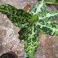 Aglaonema Pictum Tricolor Tissue Culture Plants 10 PCS.