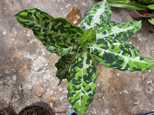 Aglaonema Pictum Tricolor Tissue Culture Plants 10 PCS.