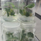 Philodendron Billienum H (billietiae X pastazanum) Tissue Culture Plant 1 PCS.