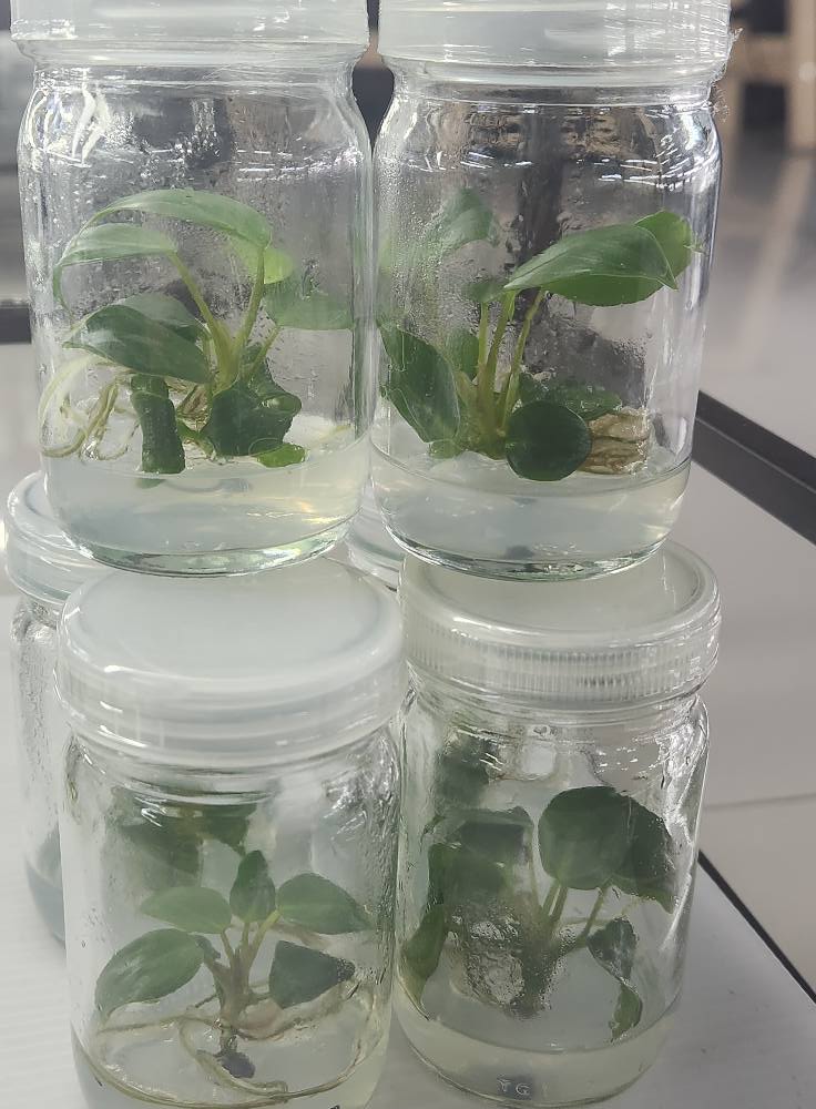 Philodendron Billienum H (billietiae X pastazanum) Tissue Culture Plant 1 PCS.