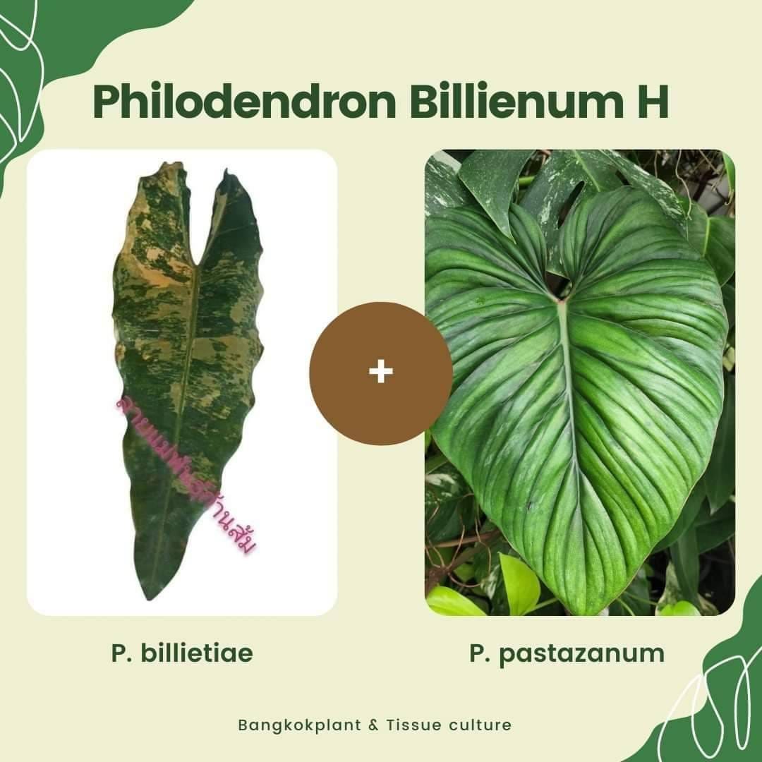 Philodendron Billienum H (billietiae X pastazanum) Tissue Culture Plant 1 PCS.