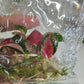 Aglaonema Red Suksom Jaipong (Super Red) Tissue Culture Plants 10 PCS.