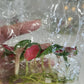 Aglaonema Red Suksom Jaipong (Super Red) Tissue Culture Plants 10 PCS.