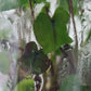 Colocasia Electric Blue Gecko Tissue Culture Plants 1 PCS.