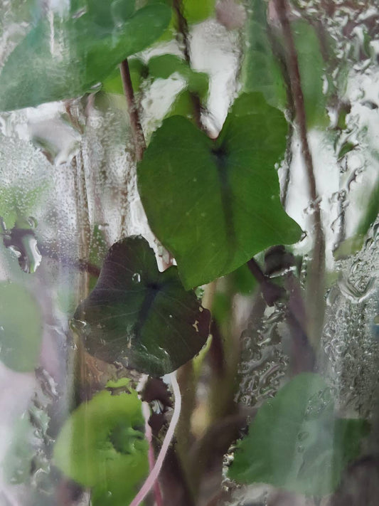 Colocasia Electric Blue Gecko Tissue Culture Plants 1 PCS.