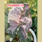 Syngonium Strawberry Ice Tissue Culture Plants 1 PCS.