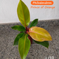 Philodendron Prince of Orange Tissue Culture Plants 10 PCS.