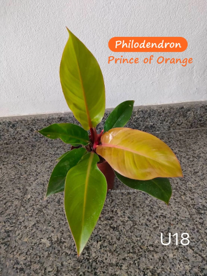 Philodendron Prince of Orange Tissue Culture Plants 10 PCS.