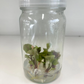 Syngonium Strawberry Ice Tissue Culture Plants 1 PCS.