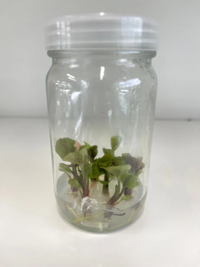 Syngonium Strawberry Ice Tissue Culture Plants 1 PCS.