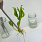 Etlingera Corneri (Rose of Siam) Tissue Culture Plant 1 PCS.