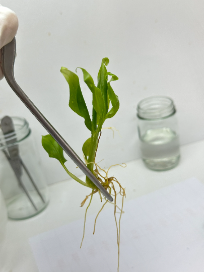 Etlingera Corneri (Rose of Siam) Tissue Culture Plant 1 PCS.