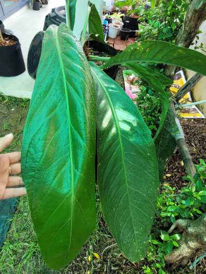 Anthurium Bigbill Tissue Culture Plants 10 PCS.