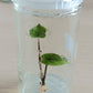 Colocasia Electric Blue Gecko Tissue Culture Plants 1 PCS.