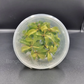 Philodendron Prince of Orange Tissue Culture Plants 10 PCS.