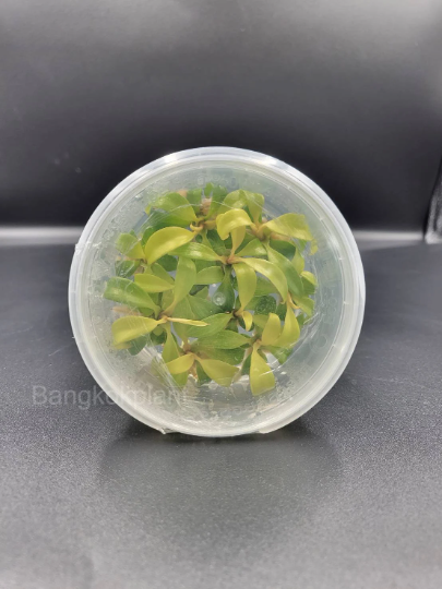 Philodendron Prince of Orange Tissue Culture Plants 10 PCS.