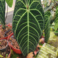 Anthurium Warocqueanum (queen) Tissue Culture Plant 1 PCS.