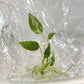 Anthurium Warocqueanum (queen) Tissue Culture Plant 1 PCS.
