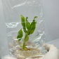 Etlingera Corneri (Rose of Siam) Tissue Culture Plant 1 PCS.