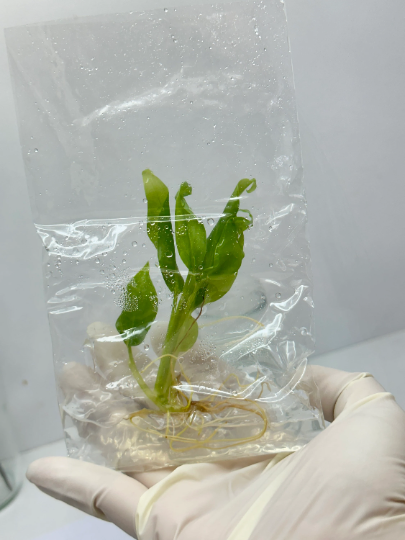 Etlingera Corneri (Rose of Siam) Tissue Culture Plant 1 PCS.