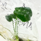 Philodendron Angela Tissue Culture Plant 1 PCS.