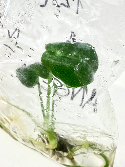 Philodendron Angela Tissue Culture Plant 1 PCS.