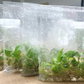 Philodendron Sharoniae Tissue Culture Plants 10 PCS.