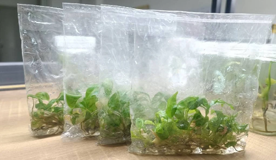 Philodendron Sharoniae Tissue Culture Plants 10 PCS.