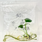 Philodendron Angela Tissue Culture Plant 1 PCS.