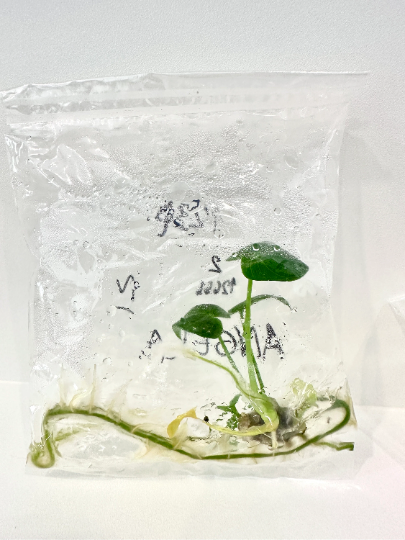 Philodendron Angela Tissue Culture Plant 1 PCS.