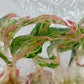 Aglaonema Paulina Tissue Culture Plant 10 PCS.