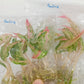 Aglaonema Paulina Tissue Culture Plant 10 PCS.