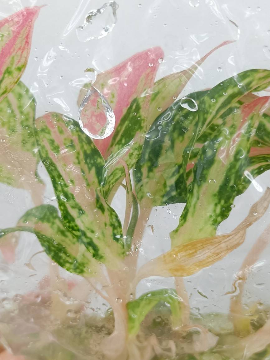 Aglaonema Paulina Tissue Culture Plant 10 PCS.