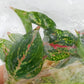 Aglaonema Tierra Tissue Culture Plant 10 PCS.