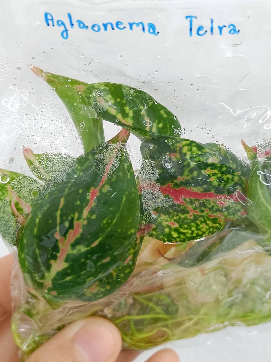 Aglaonema Tierra Tissue Culture Plant 10 PCS.