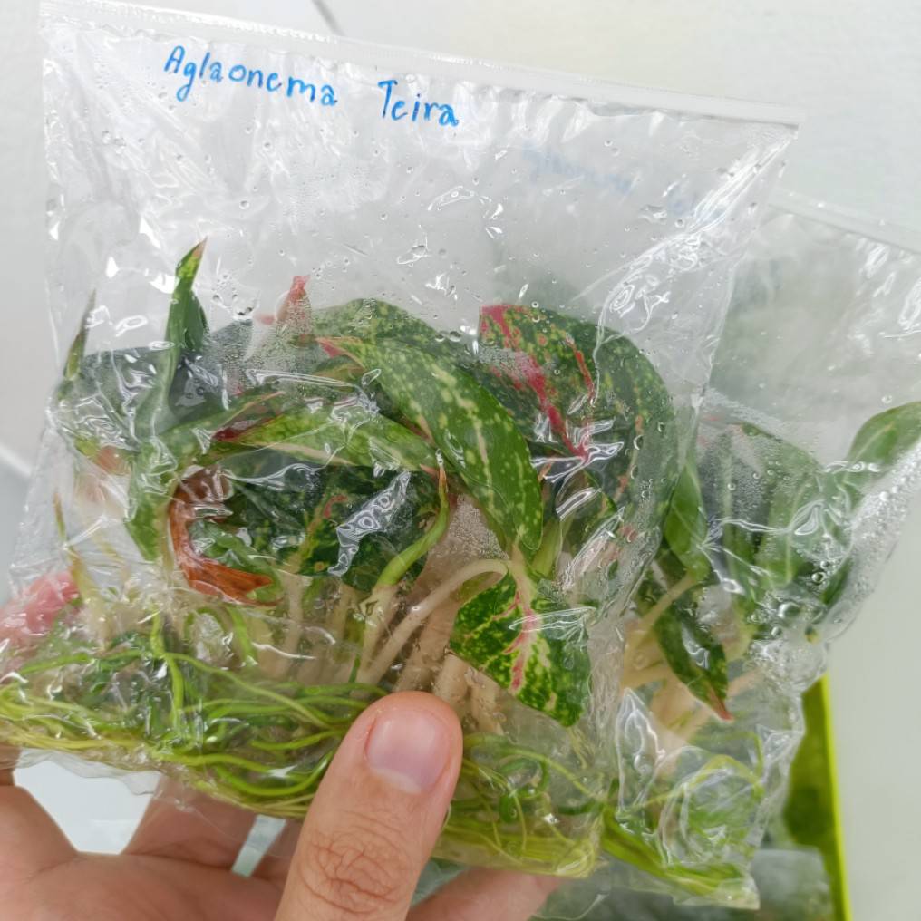 Aglaonema Tierra Tissue Culture Plant 10 PCS.