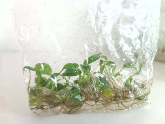 Philodendron Sharoniae Tissue Culture Plants 10 PCS.