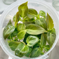 Philodendron Melanochrysum Tissue Culture Plants 10 PCS.