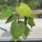 [Valentine's SALE PROMOTION] Philodendron Nangaritense TC $5 / 10 p.