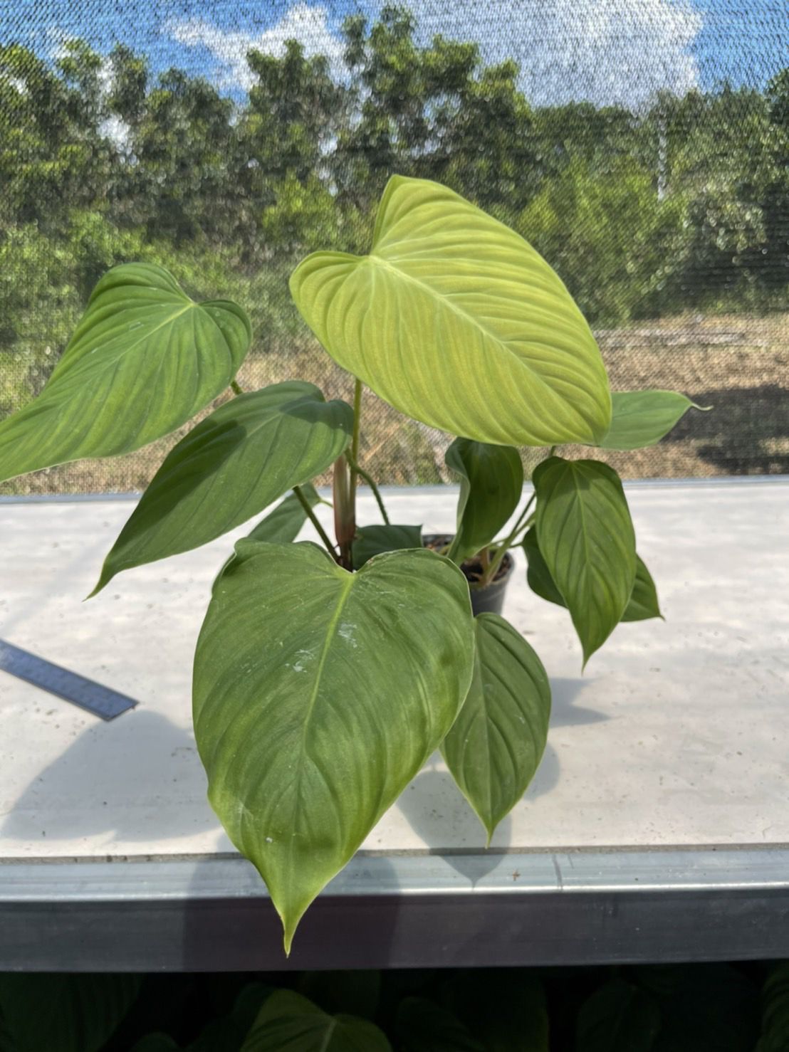 [Valentine's SALE PROMOTION] Philodendron Nangaritense TC $5 / 10 p.