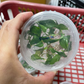 Philodendron Sharoniae Tissue Culture Plants 10 PCS.