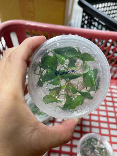 Philodendron Sharoniae Tissue Culture Plants 10 PCS.