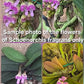 Schoenorchis Fragrans (Plant) 1 PCS mini orchid