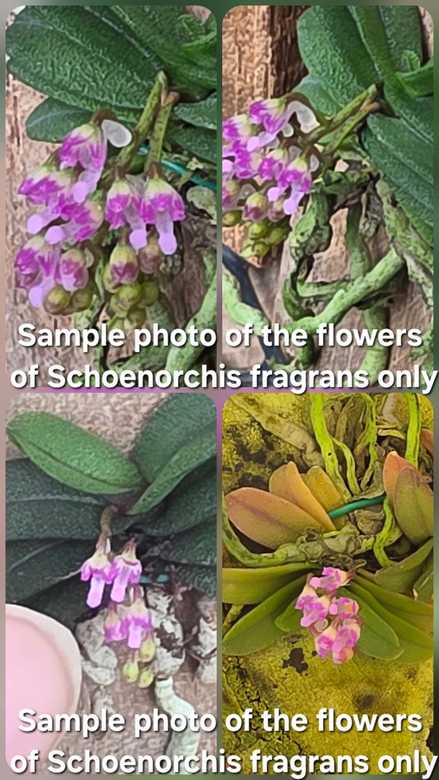 Schoenorchis Fragrans (Plant) 1 PCS mini orchid