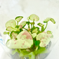 Syngonium Milk Confetti Tissue Culture Plants 10 PCS