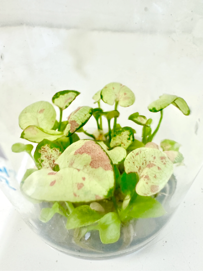 Syngonium Milk Confetti Tissue Culture Plants 10 PCS