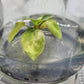 Philodendron billietiae Variegated Tissue Culture Plant 1 PCS.