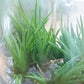 Tillandsia Bulbosa Tissue Culture Plants 10 PCS.