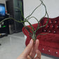 Tillandsia Bulbosa Tissue Culture Plants 10 PCS.